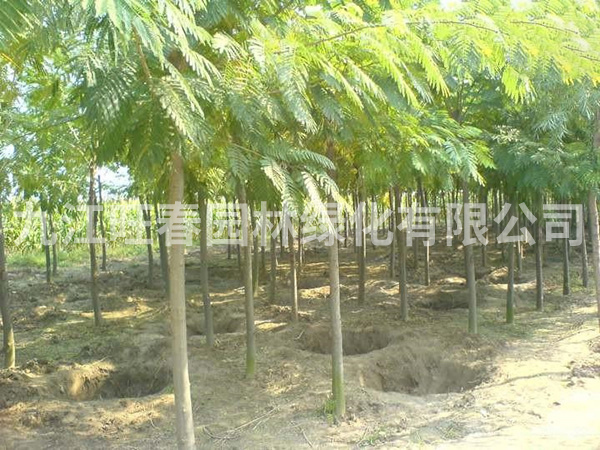 淺談苗木吸水原理